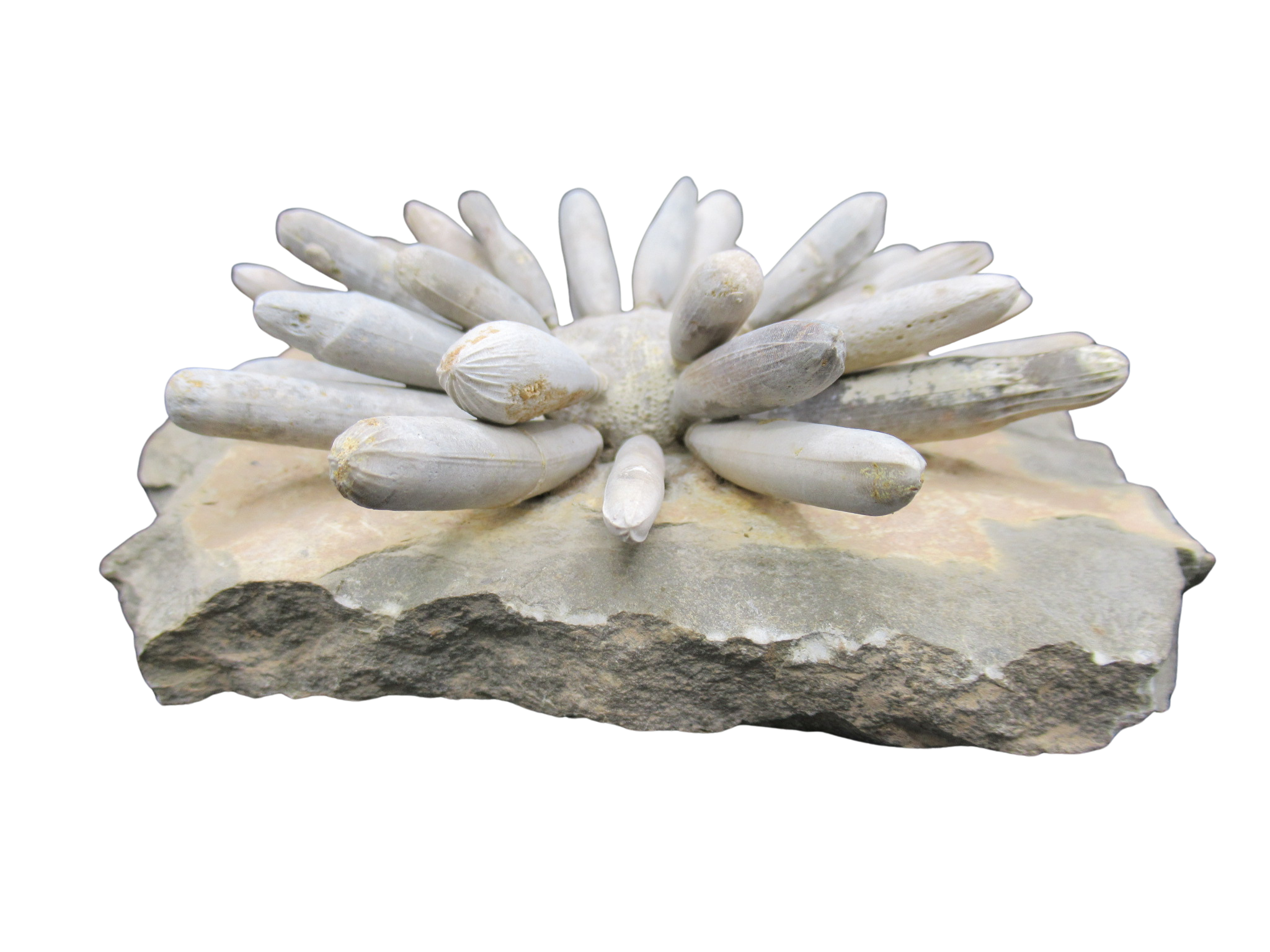 Morocco Jurassic Asterocidaris bistriata Club Urchin 20c | Fossils for Sale