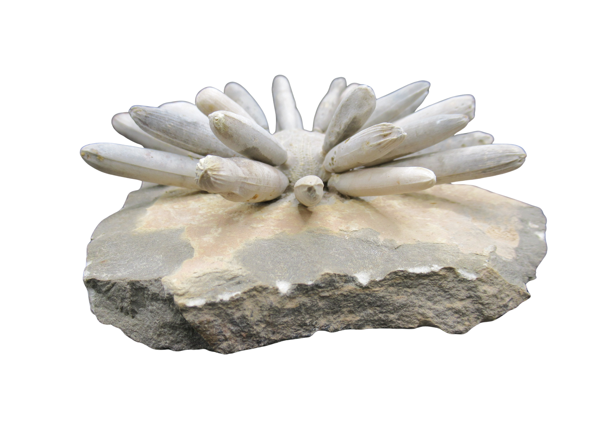 Morocco Jurassic Asterocidaris bistriata Club Urchin 20d | Fossils for Sale