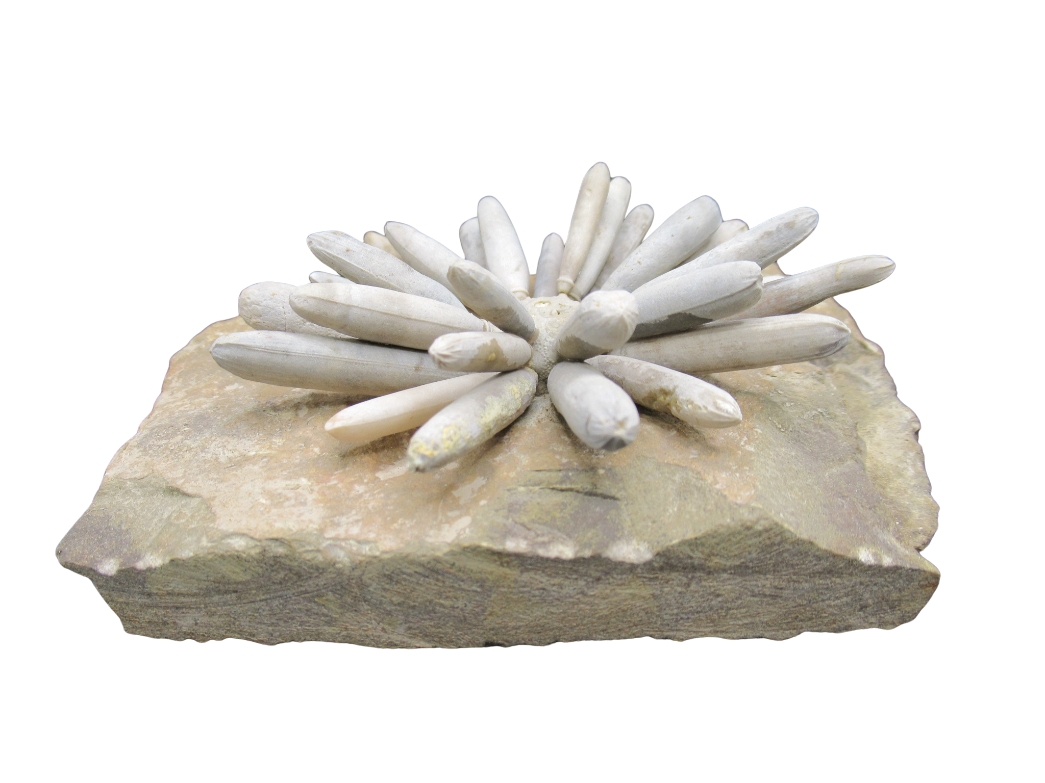 Morocco Jurassic Asterocidaris bistriata Club Urchin 22a | Fossils for Sale