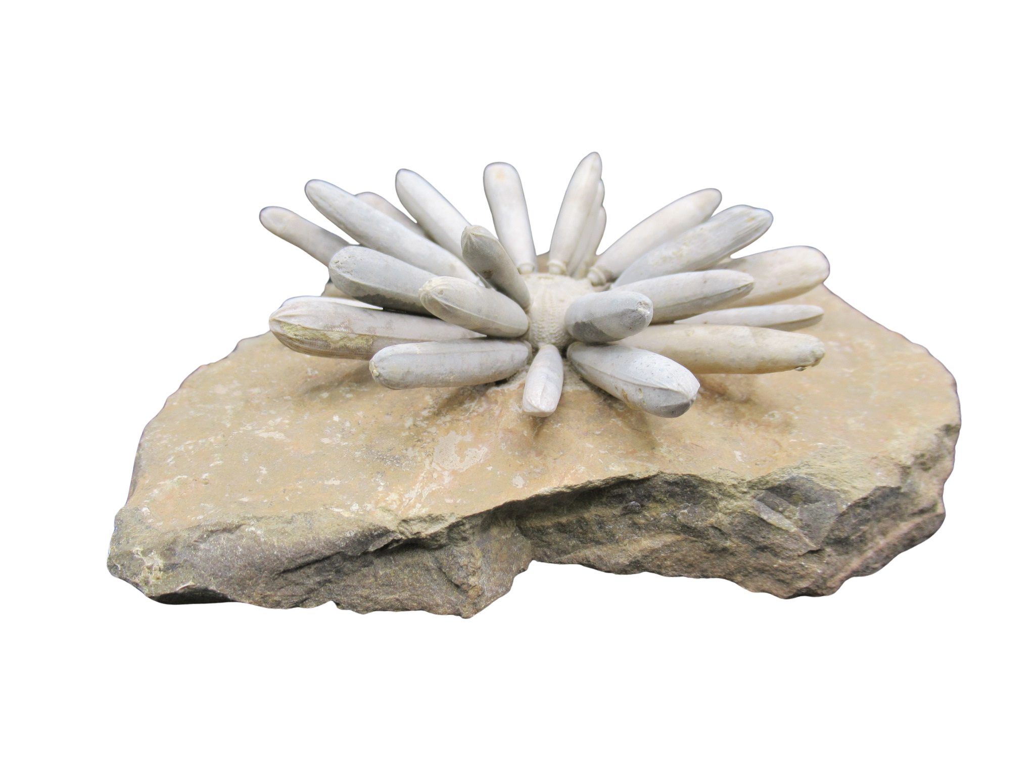 Morocco Jurassic Asterocidaris bistriata Club Urchin 22c | Fossils for Sale