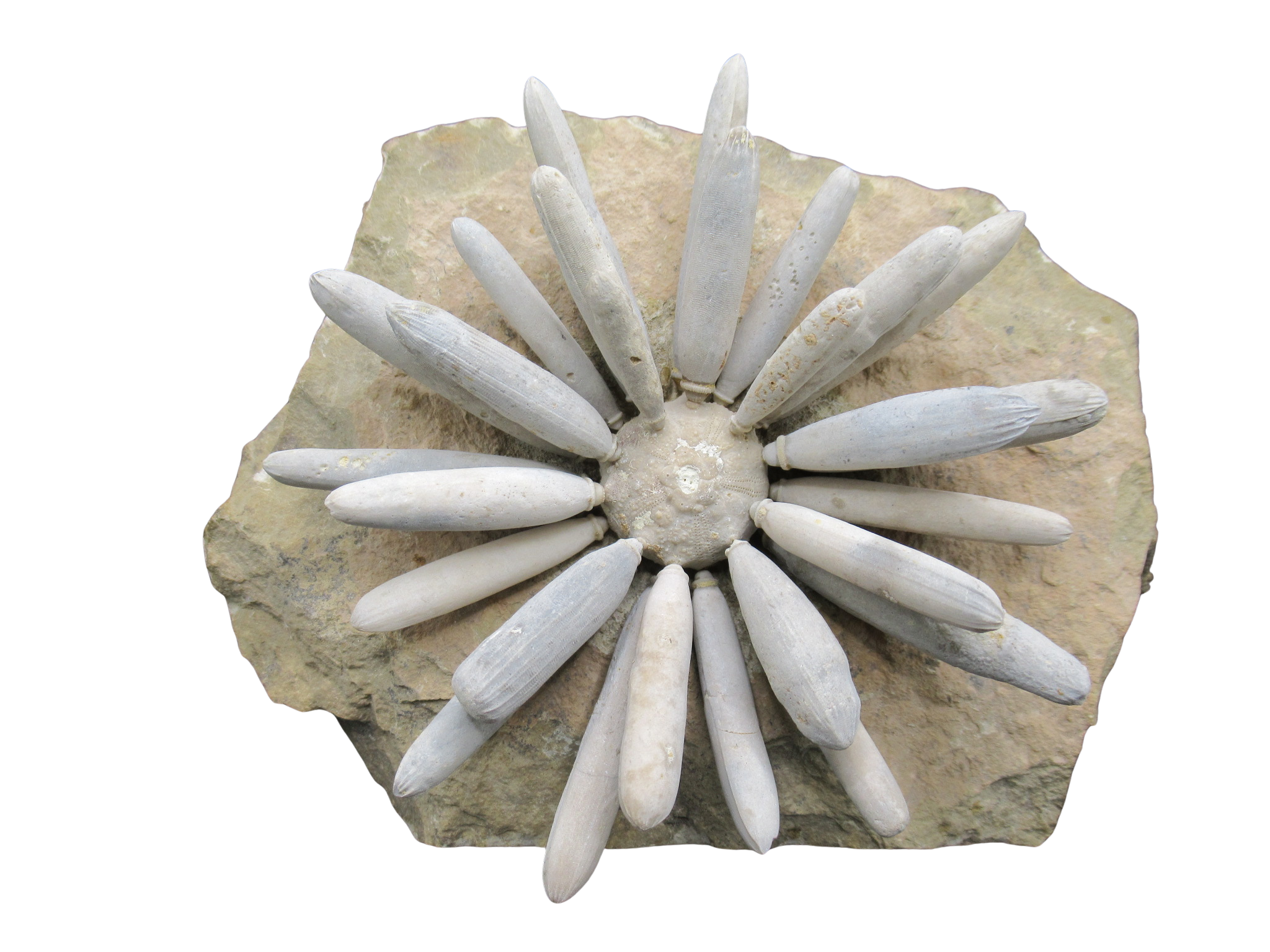 Morocco Jurassic Asterocidaris bistriata Club Urchin 23 | Fossils for Sale