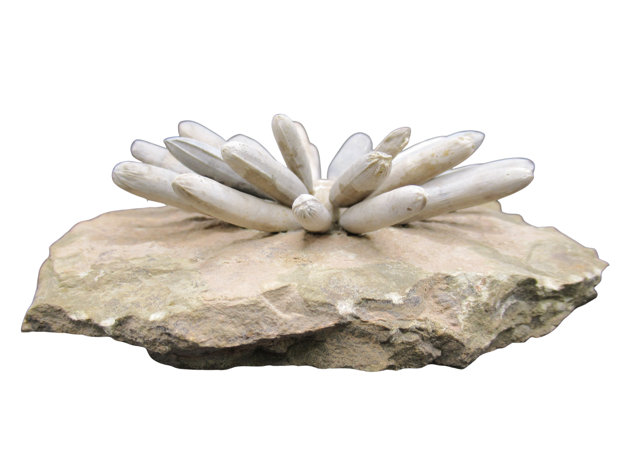 Morocco Jurassic Asterocidaris bistriata Club Urchin 23c | Fossils for Sale