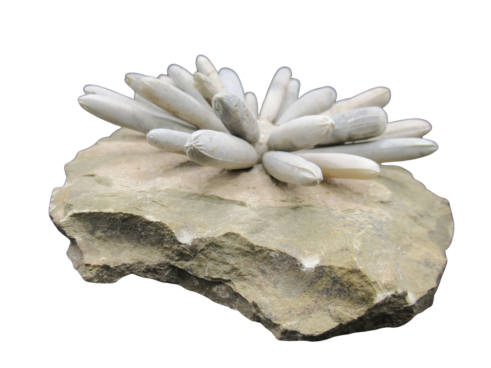 Morocco Jurassic Asterocidaris bistriata Club Urchin 23d | Fossils for Sale