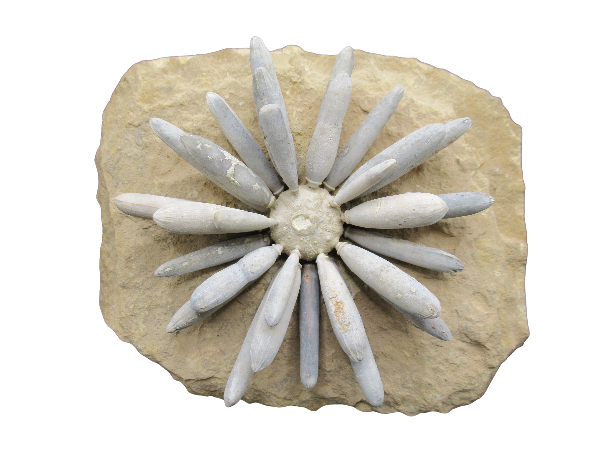 Morocco Jurassic Asterocidaris bistriata Club Urchin 24 | Fossils for Sale