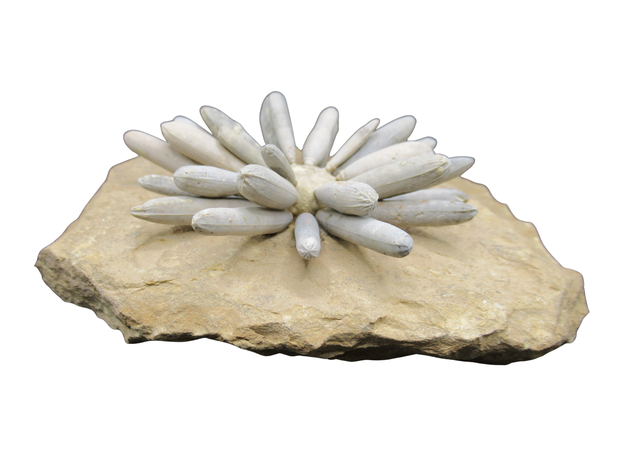 Morocco Jurassic Asterocidaris bistriata Club Urchin 24a | Fossils for Sale