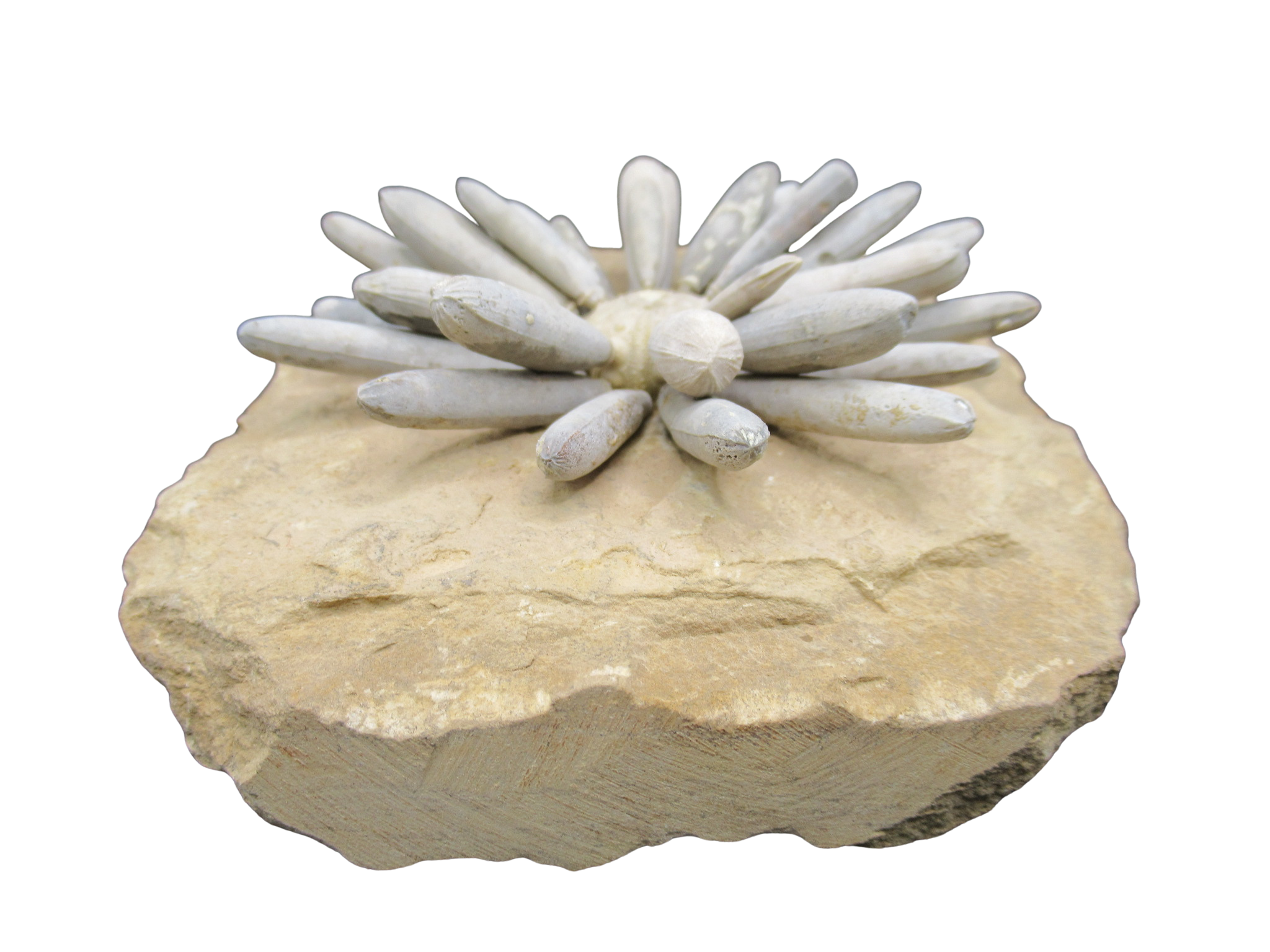 Morocco Jurassic Asterocidaris bistriata Club Urchin 24b | Fossils for Sale