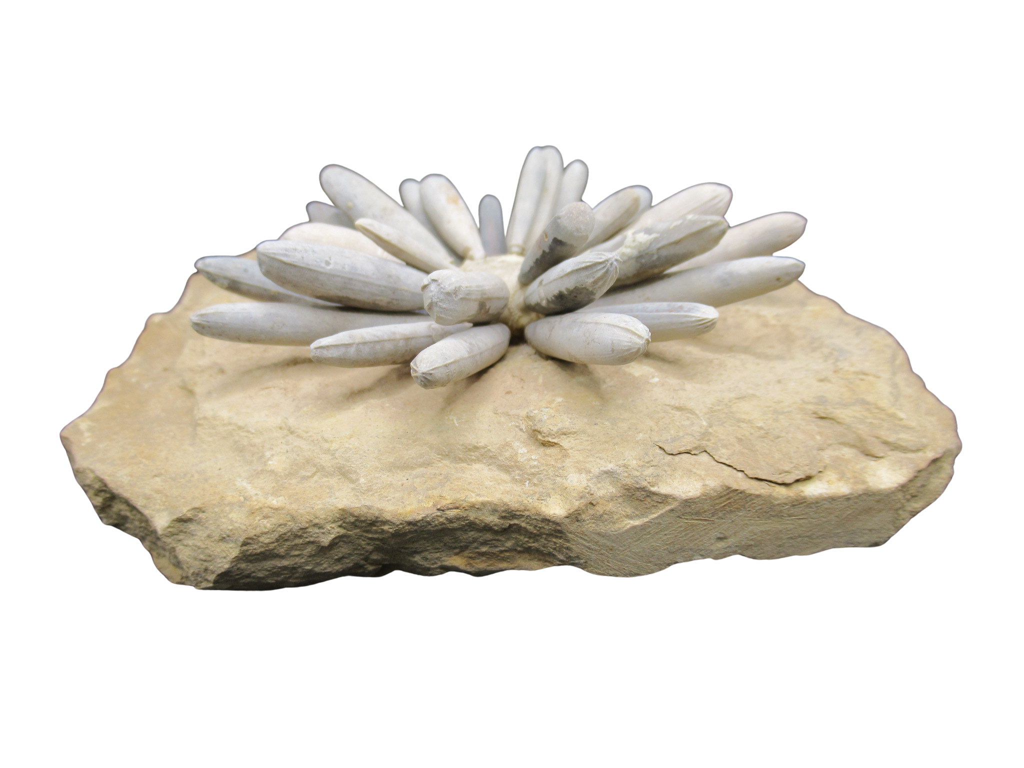 Morocco Jurassic Asterocidaris bistriata Club Urchin 24c | Fossils for Sale