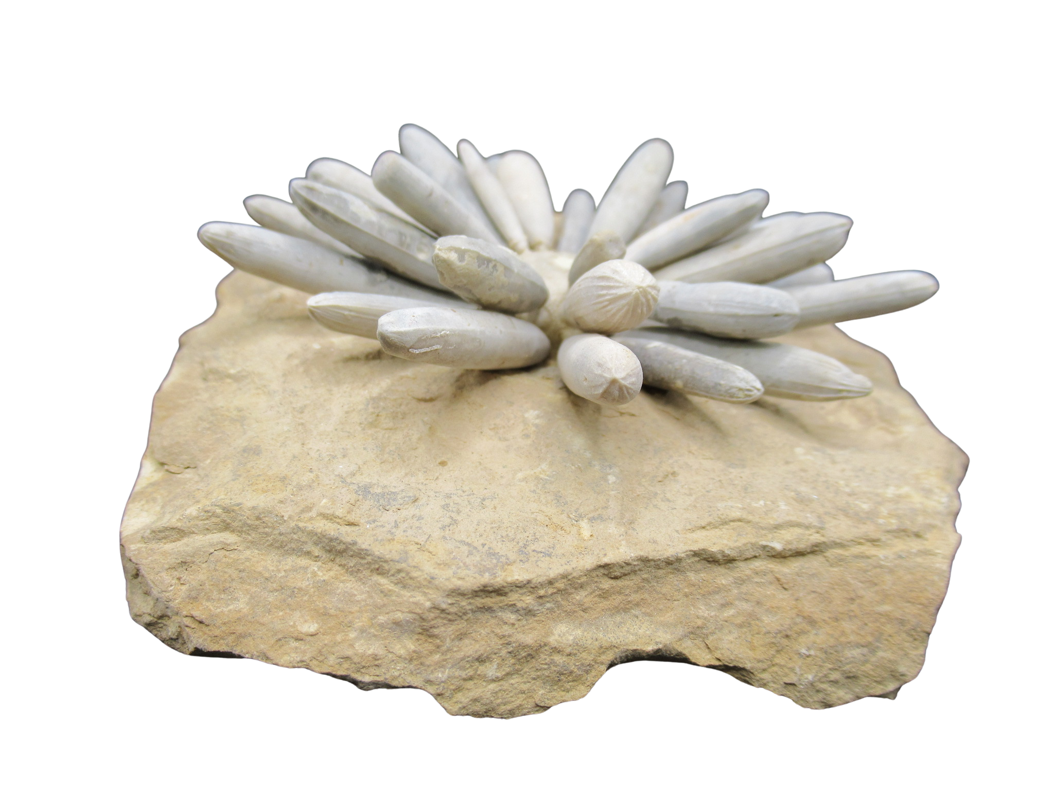 Morocco Jurassic Asterocidaris bistriata Club Urchin 24d | Fossils for Sale