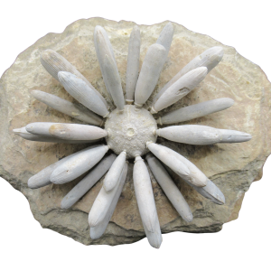 Jurassic Club Urchin - Asterocidaris bistriata from Morocco #25