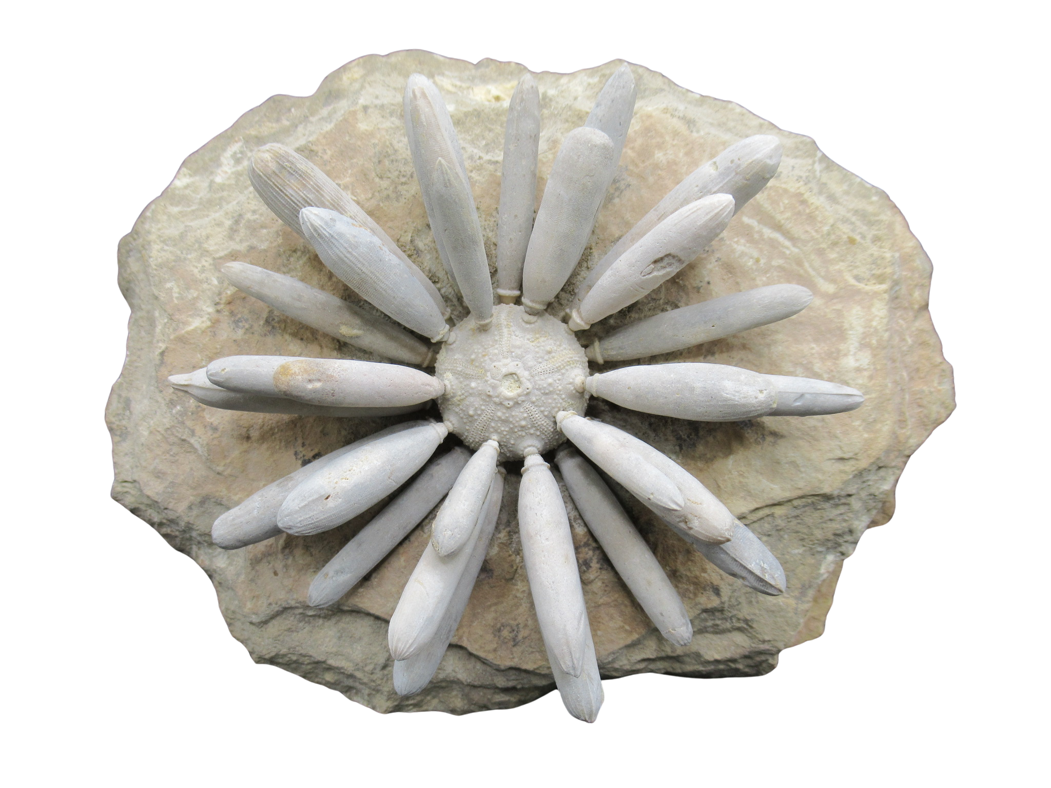 Morocco Jurassic Asterocidaris bistriata Club Urchin 25 | Fossils for Sale