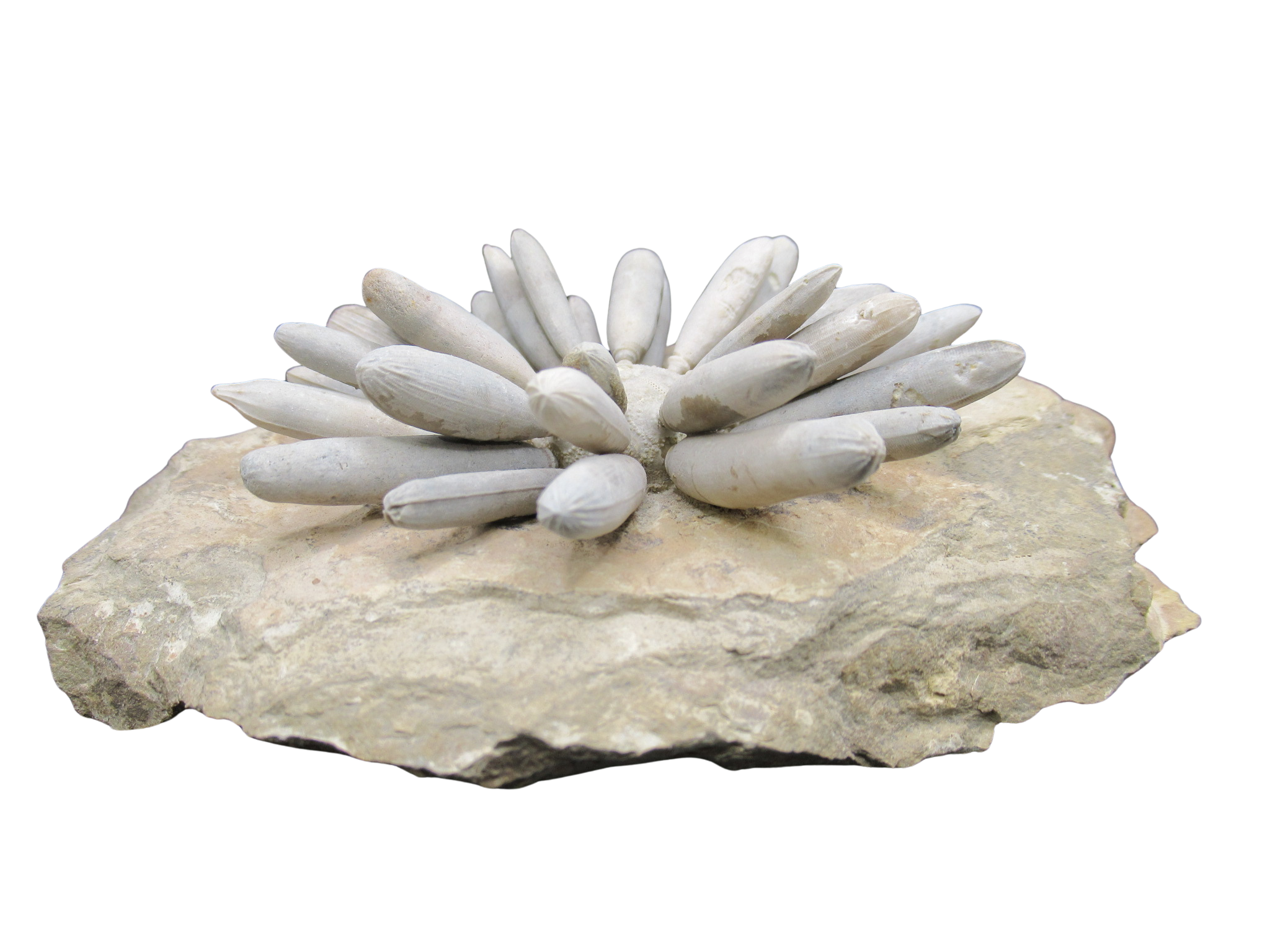 Morocco Jurassic Asterocidaris bistriata Club Urchin 25a | Fossils for Sale