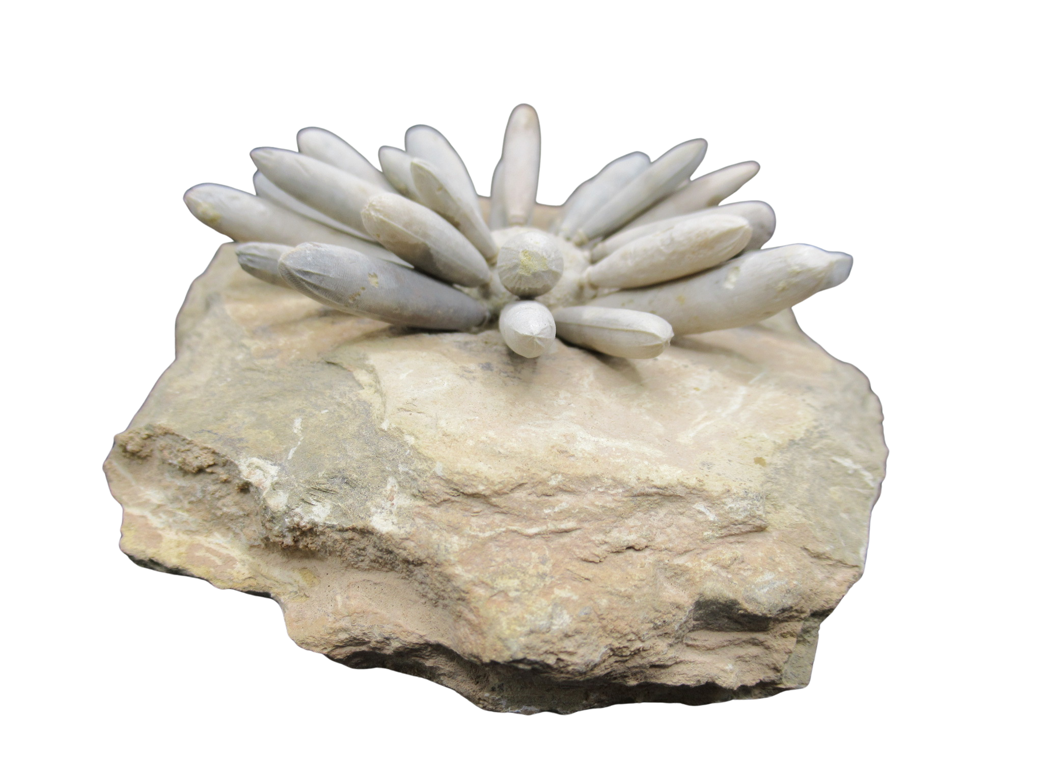 Morocco Jurassic Asterocidaris bistriata Club Urchin 25b | Fossils for Sale
