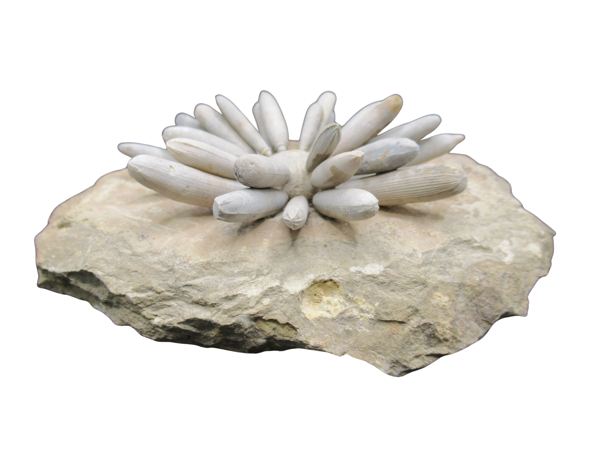 Morocco Jurassic Asterocidaris bistriata Club Urchin 25c | Fossils for Sale