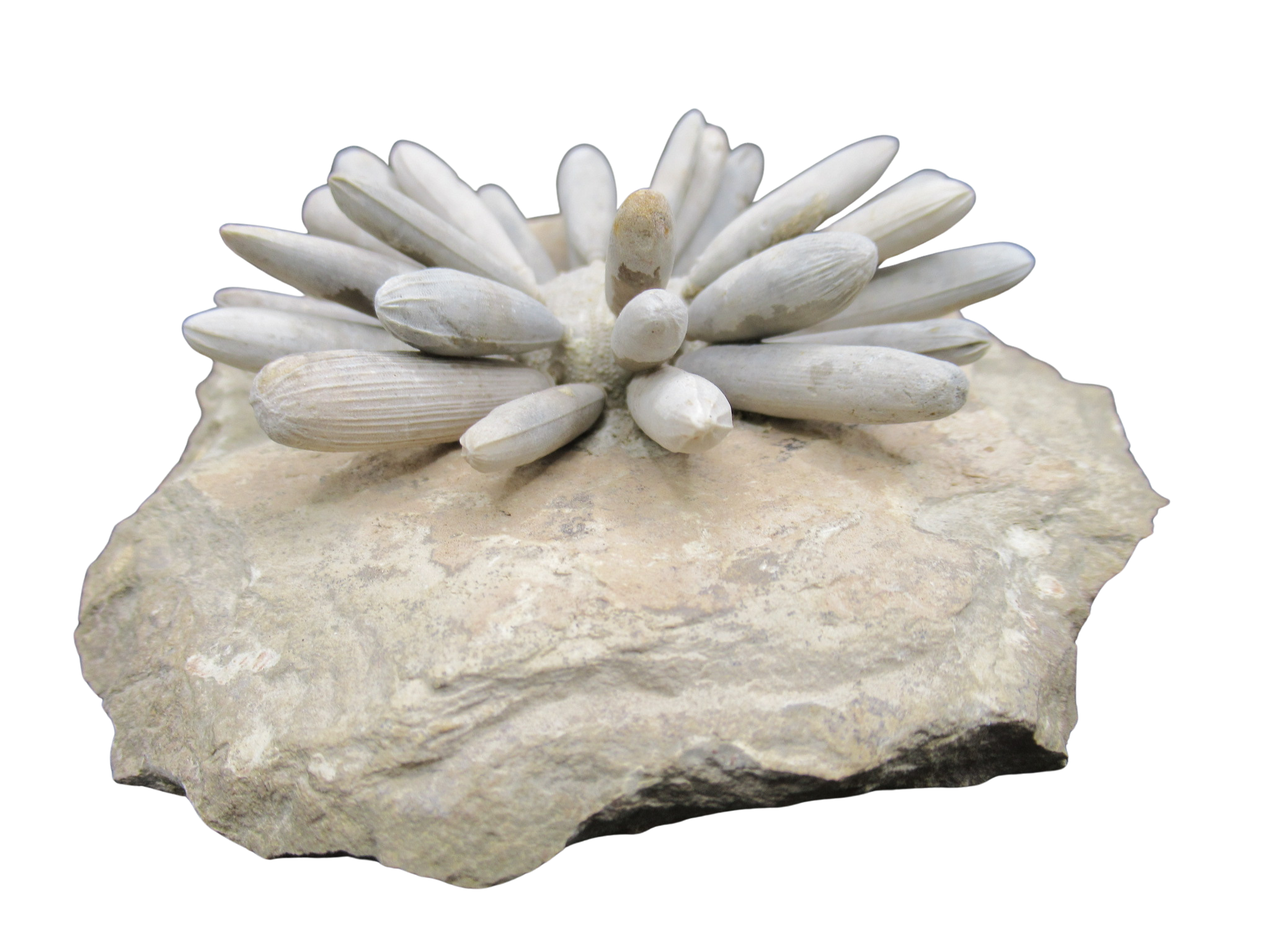 Morocco Jurassic Asterocidaris bistriata Club Urchin 25d | Fossils for Sale