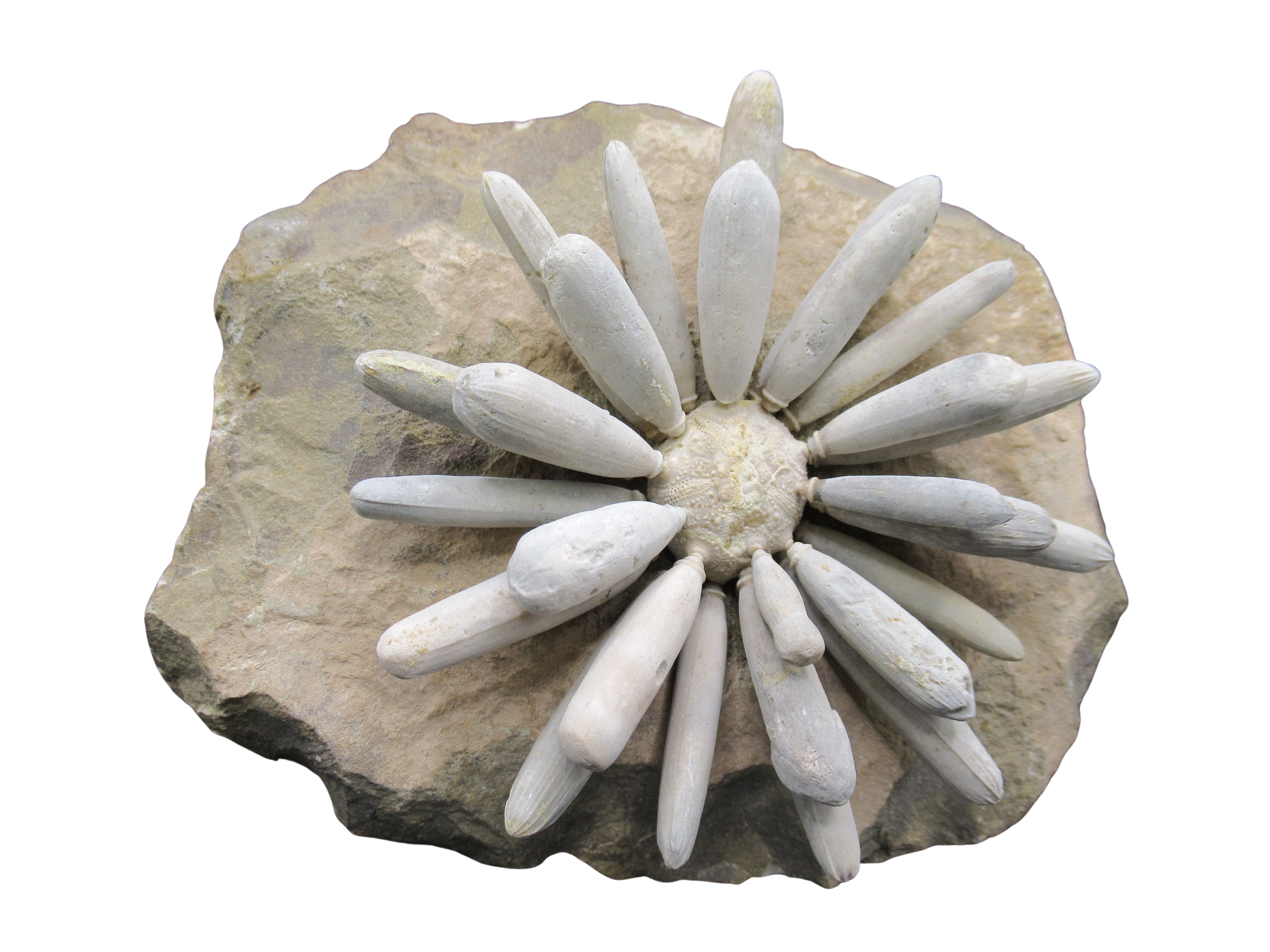 Morocco Jurassic Asterocidaris bistriata Club Urchin 26 | Fossils for Sale