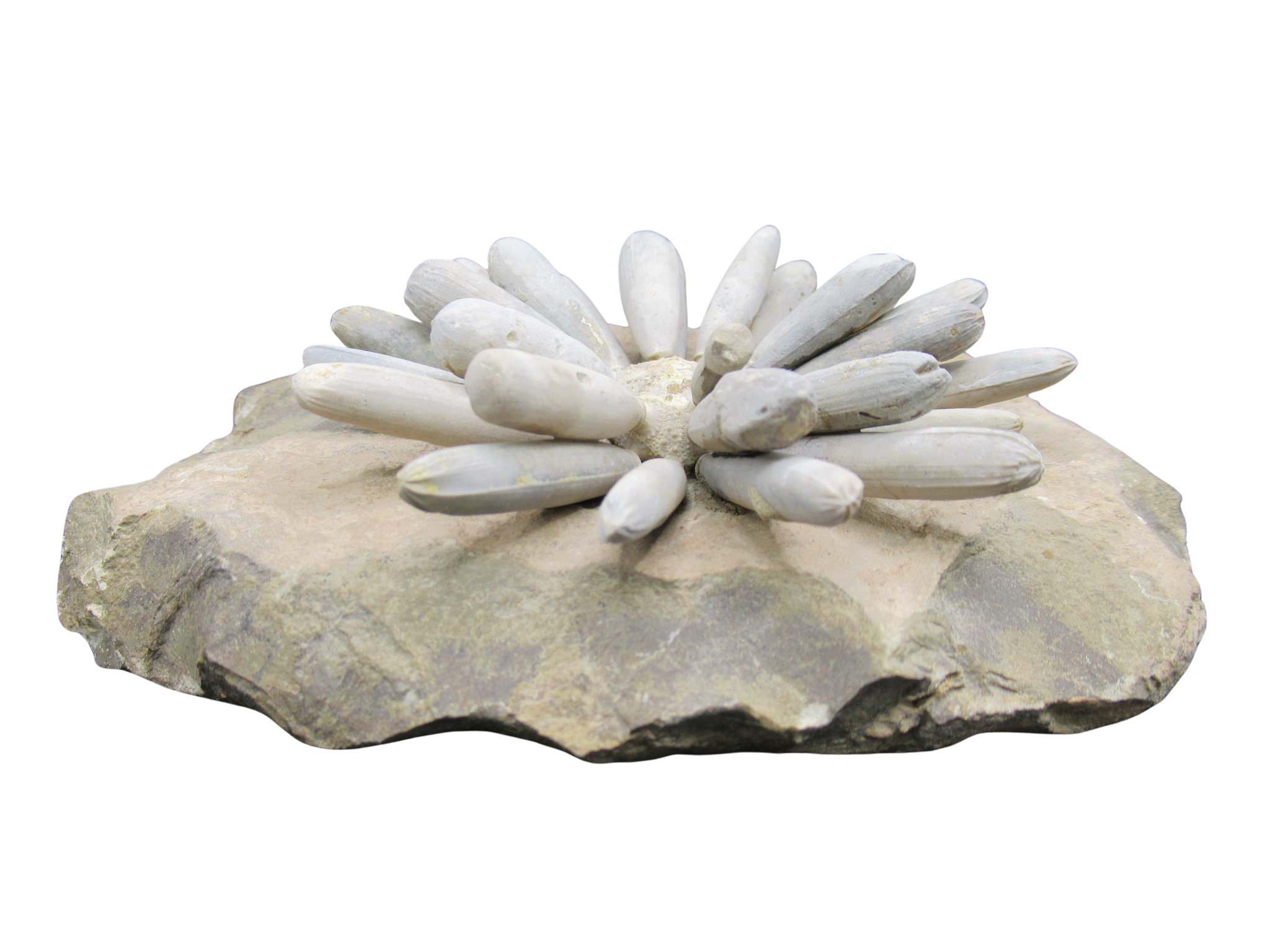 Morocco Jurassic Asterocidaris bistriata Club Urchin 26a | Fossils for Sale