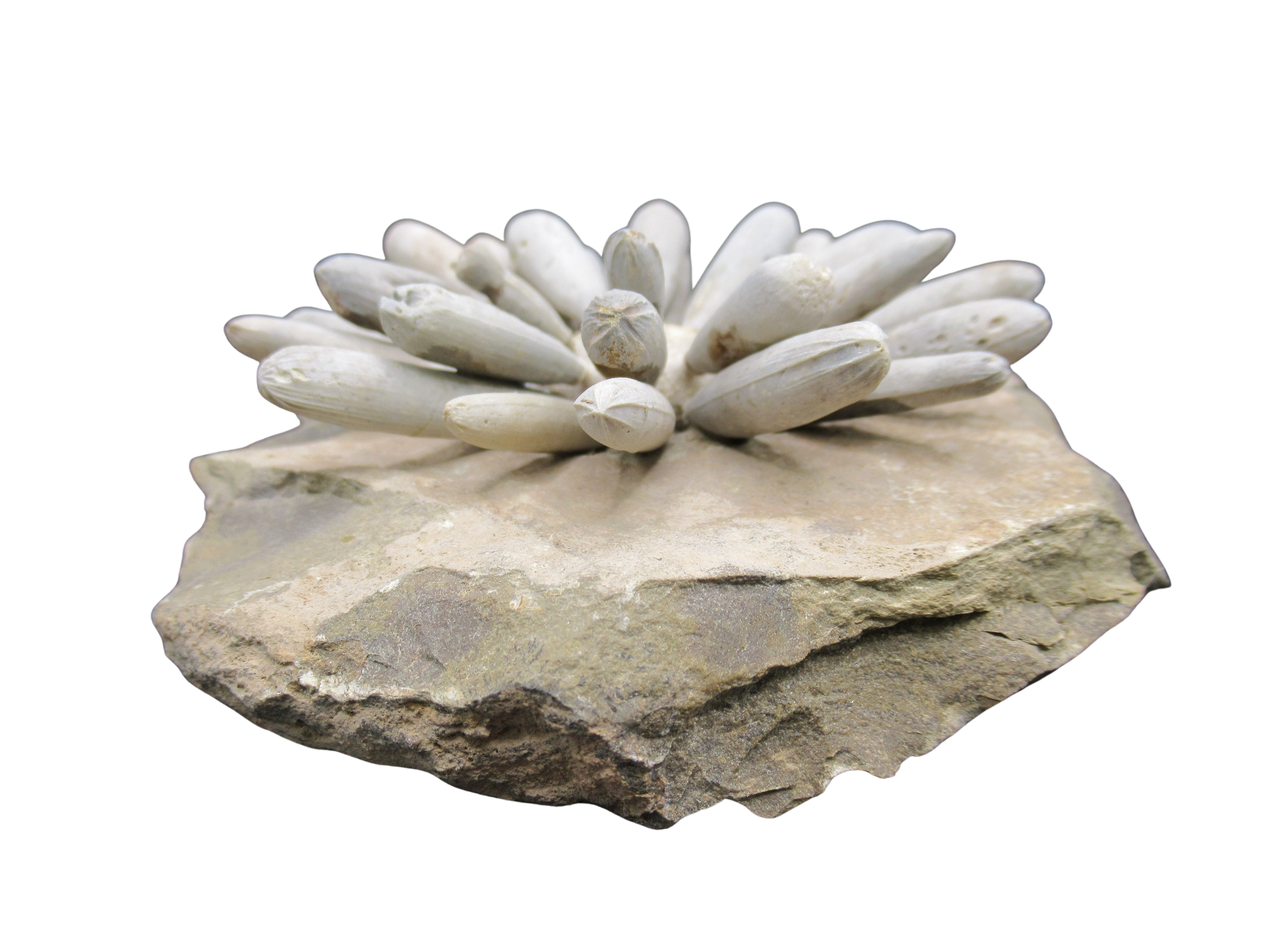 Morocco Jurassic Asterocidaris bistriata Club Urchin 26b | Fossils for Sale