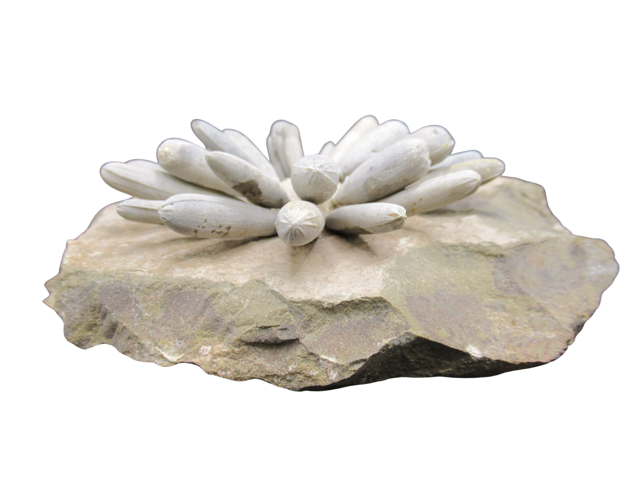 Morocco Jurassic Asterocidaris bistriata Club Urchin 26c | Fossils for Sale