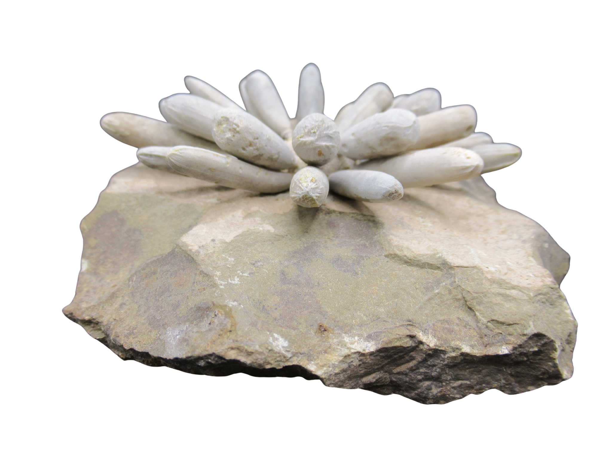 Morocco Jurassic Asterocidaris bistriata Club Urchin 26d | Fossils for Sale