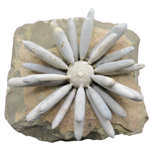 Jurassic Club Urchin - Asterocidaris bistriata from Morocco #28