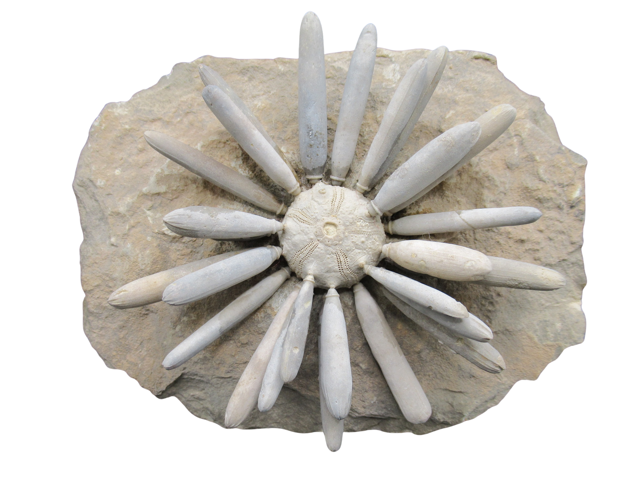 Morocco Jurassic Asterocidaris bistriata Club Urchin 30 | Fossils for Sale