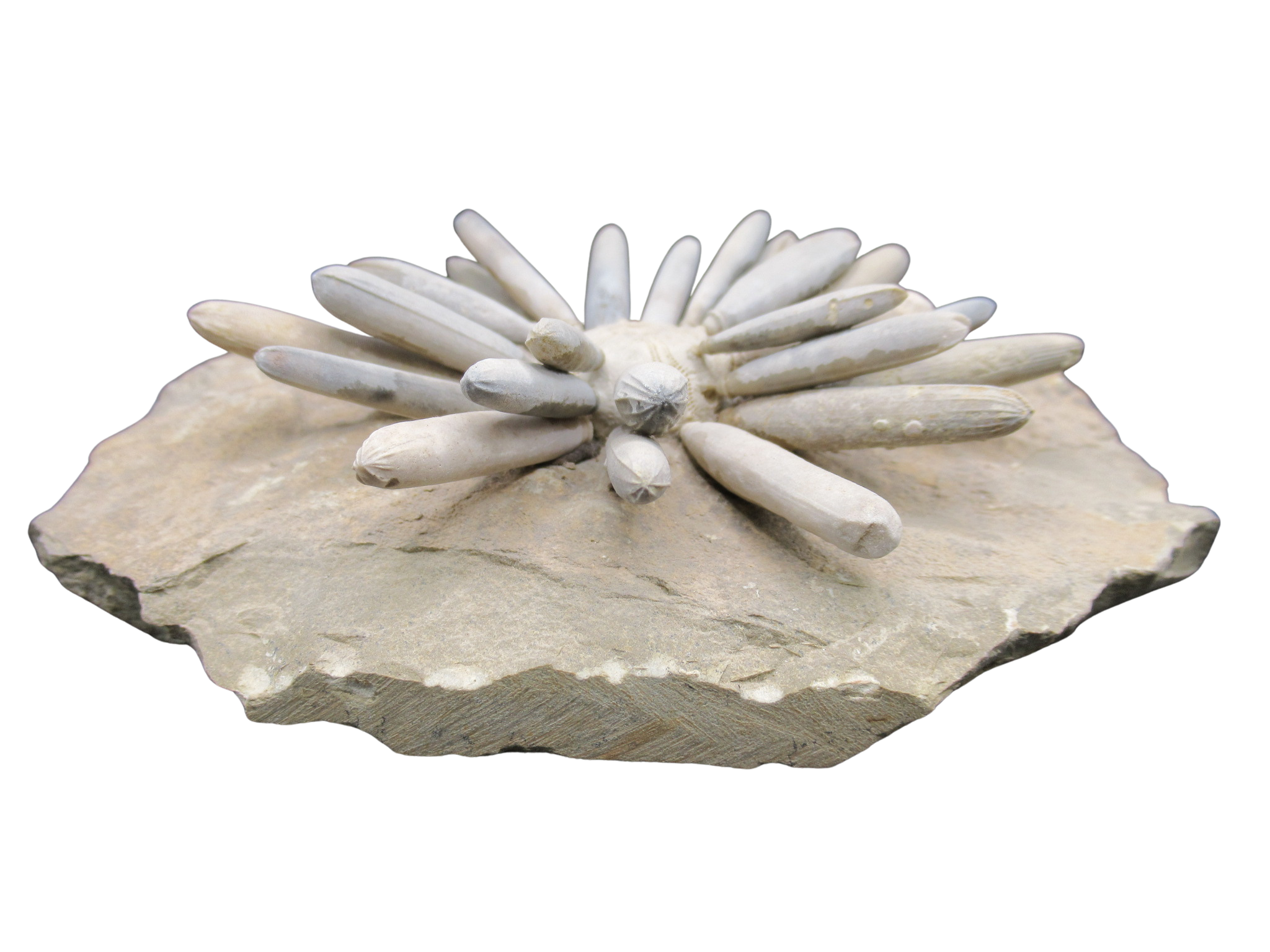 Morocco Jurassic Asterocidaris bistriata Club Urchin 30a | Fossils for Sale