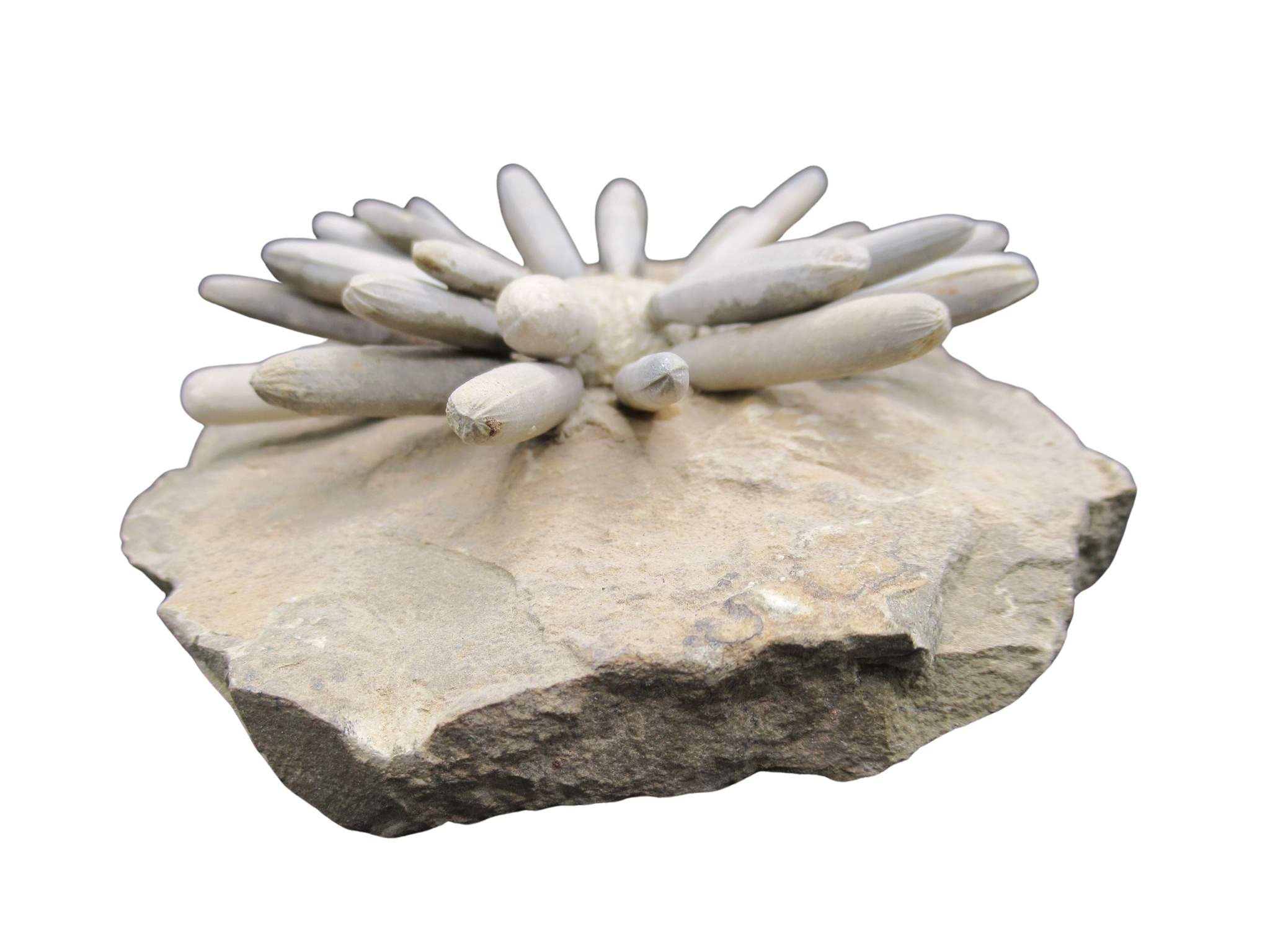 Morocco Jurassic Asterocidaris bistriata Club Urchin30b | Fossils for Sale