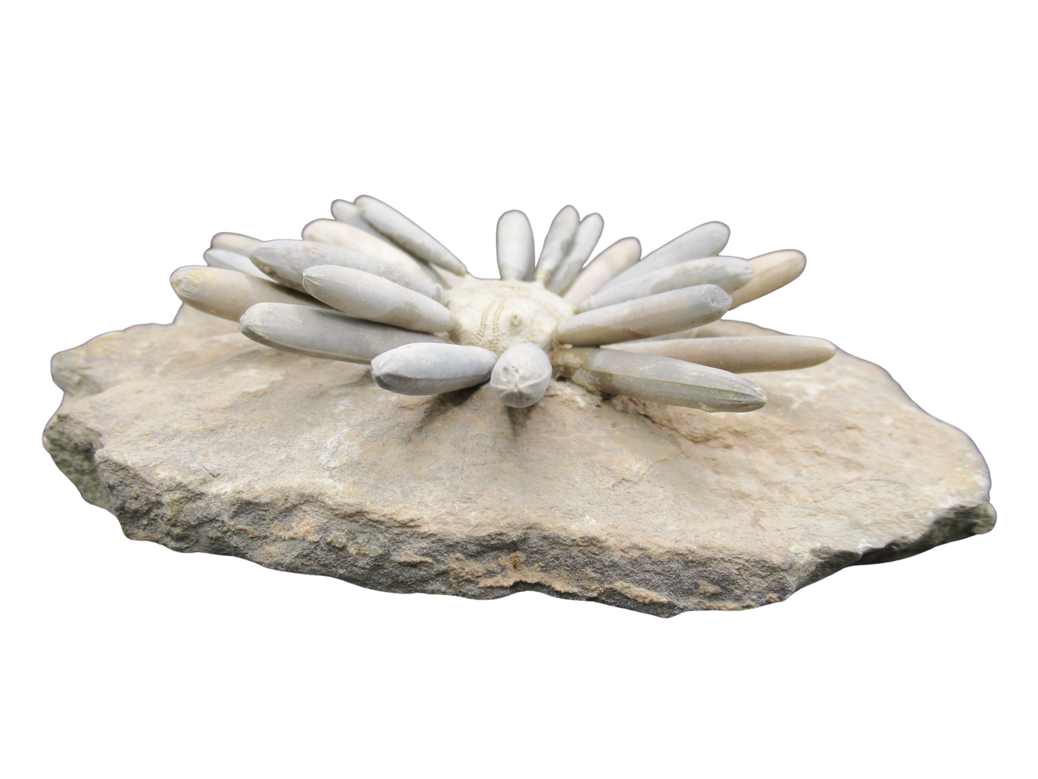 Morocco Jurassic Asterocidaris bistriata Club Urchin30c | Fossils for Sale