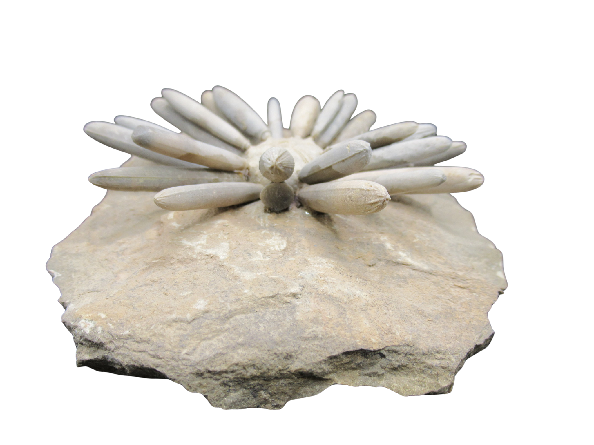 Morocco Jurassic Asterocidaris bistriata Club Urchin30d | Fossils for Sale