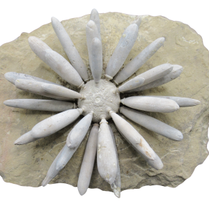 Jurassic Club Urchin - Asterocidaris bistriata from Morocco #31