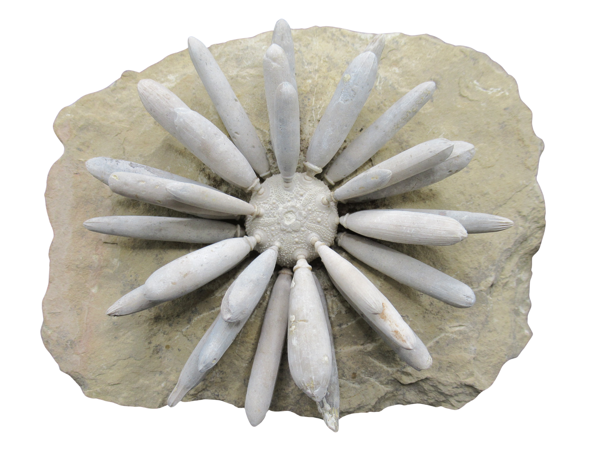 Morocco Jurassic Asterocidaris bistriata Club Urchin31 | Fossils for Sale