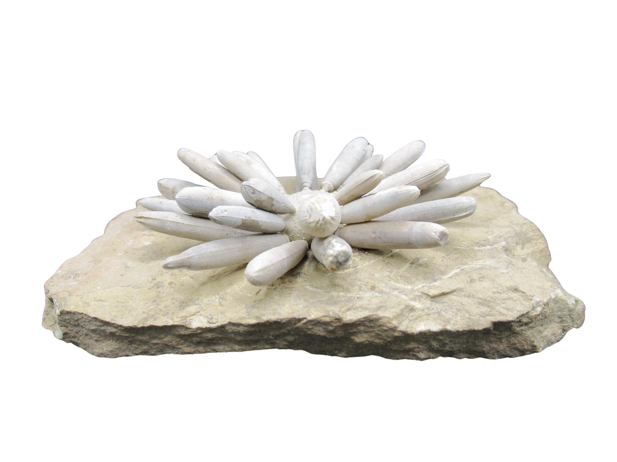 Morocco Jurassic Asterocidaris bistriata Club Urchin31a | Fossils for Sale