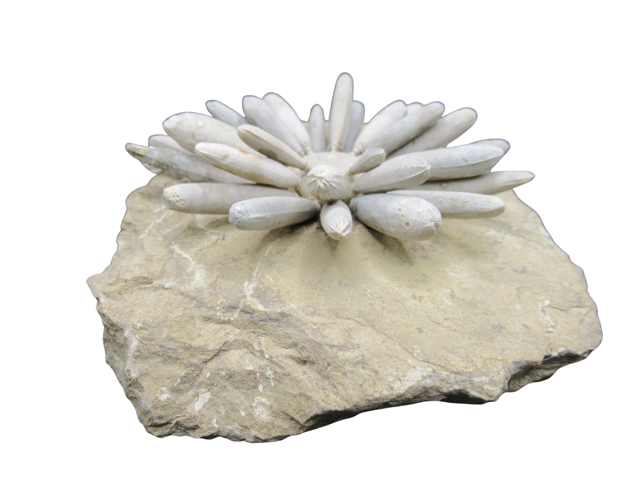 Morocco Jurassic Asterocidaris bistriata Club Urchin31b | Fossils for Sale