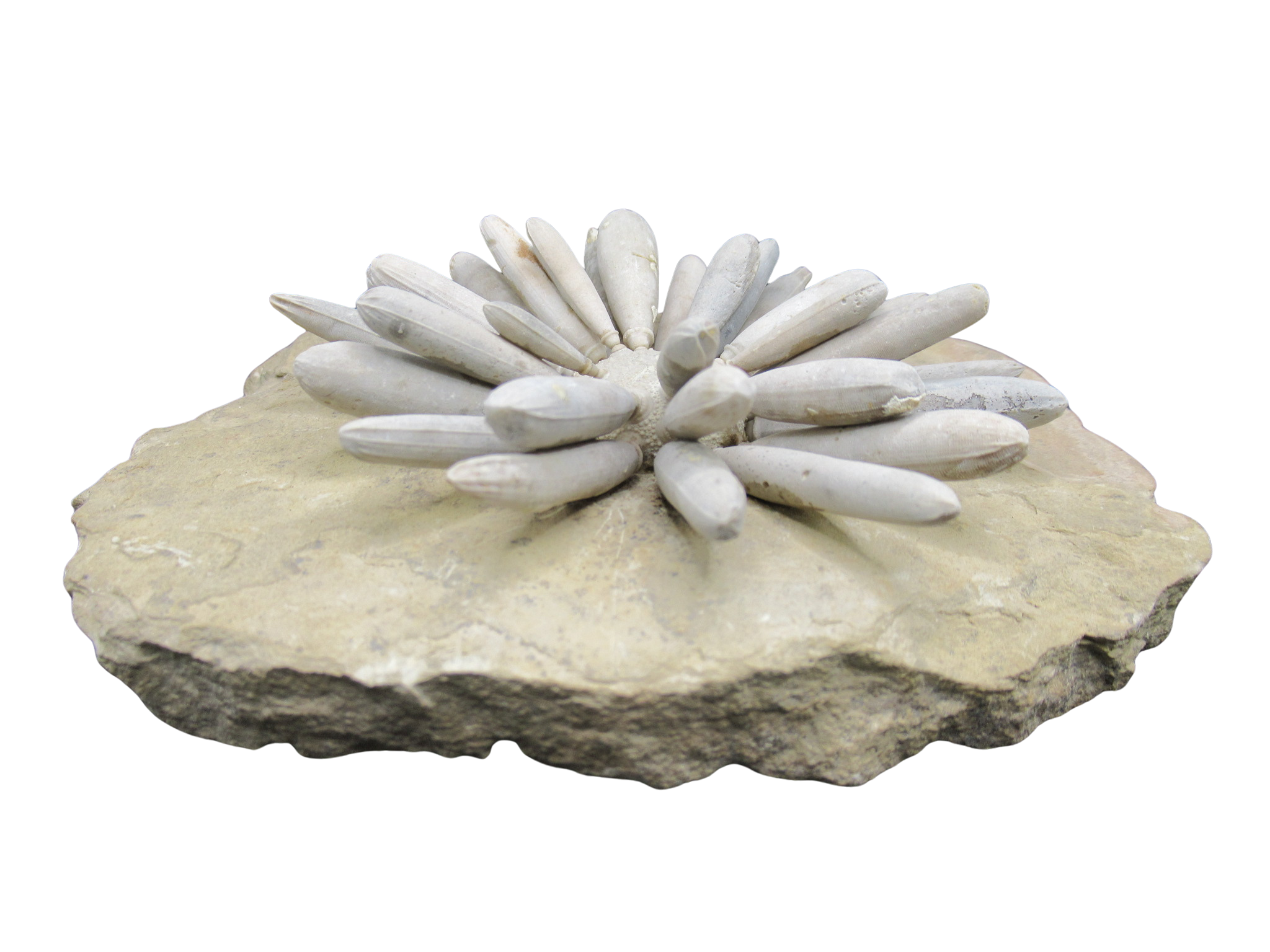 Morocco Jurassic Asterocidaris bistriata Club Urchin31c | Fossils for Sale