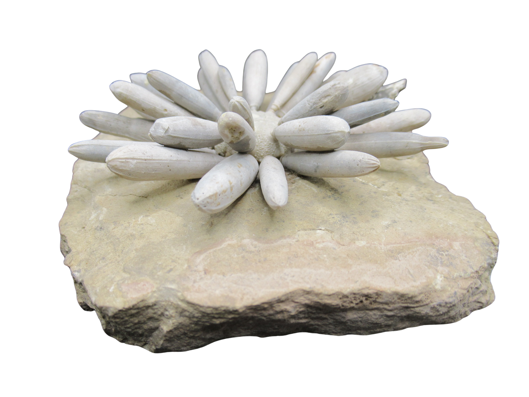Morocco Jurassic Asterocidaris bistriata Club Urchin31d | Fossils for Sale