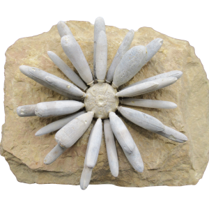 Jurassic Club Urchin - Asterocidaris bistriata from Morocco #32