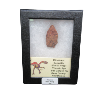 Coprolite - Triassic Dinosaur Poop for Sale from New Mexico #100