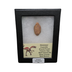 Coprolite - Triassic Dinosaur Poop for Sale from New Mexico #101