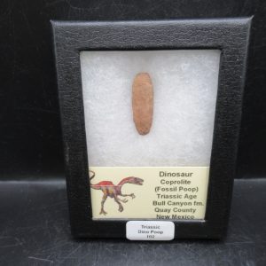 Coprolite - Triassic Dinosaur Poop for Sale from New Mexico #102
