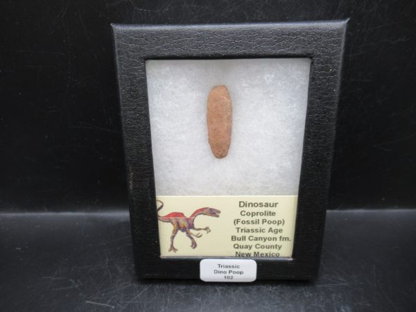 Triassic Age Dinosaur Coprolite from Bull Canyon Formation New Mexico 102c | Fossils for Sale