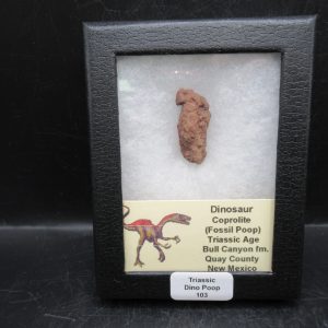 Coprolite - Triassic Dinosaur Poop for Sale from New Mexico #103