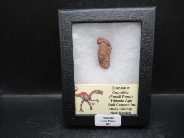 Triassic Age Dinosaur Coprolite from Bull Canyon Formation New Mexico 103c | Fossils for Sale