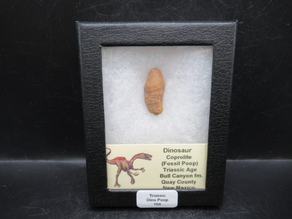 Triassic Age Dinosaur Coprolite from Bull Canyon Formation New Mexico 104c | Fossils for Sale