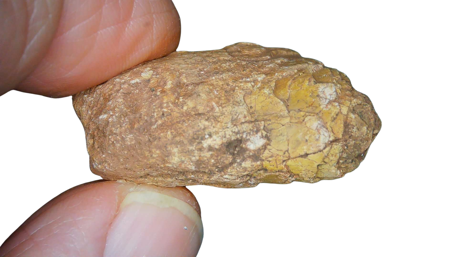 Triassic Age Dinosaur Coprolite from Bull Canyon Formation New Mexico 105 | Fossils for Sale