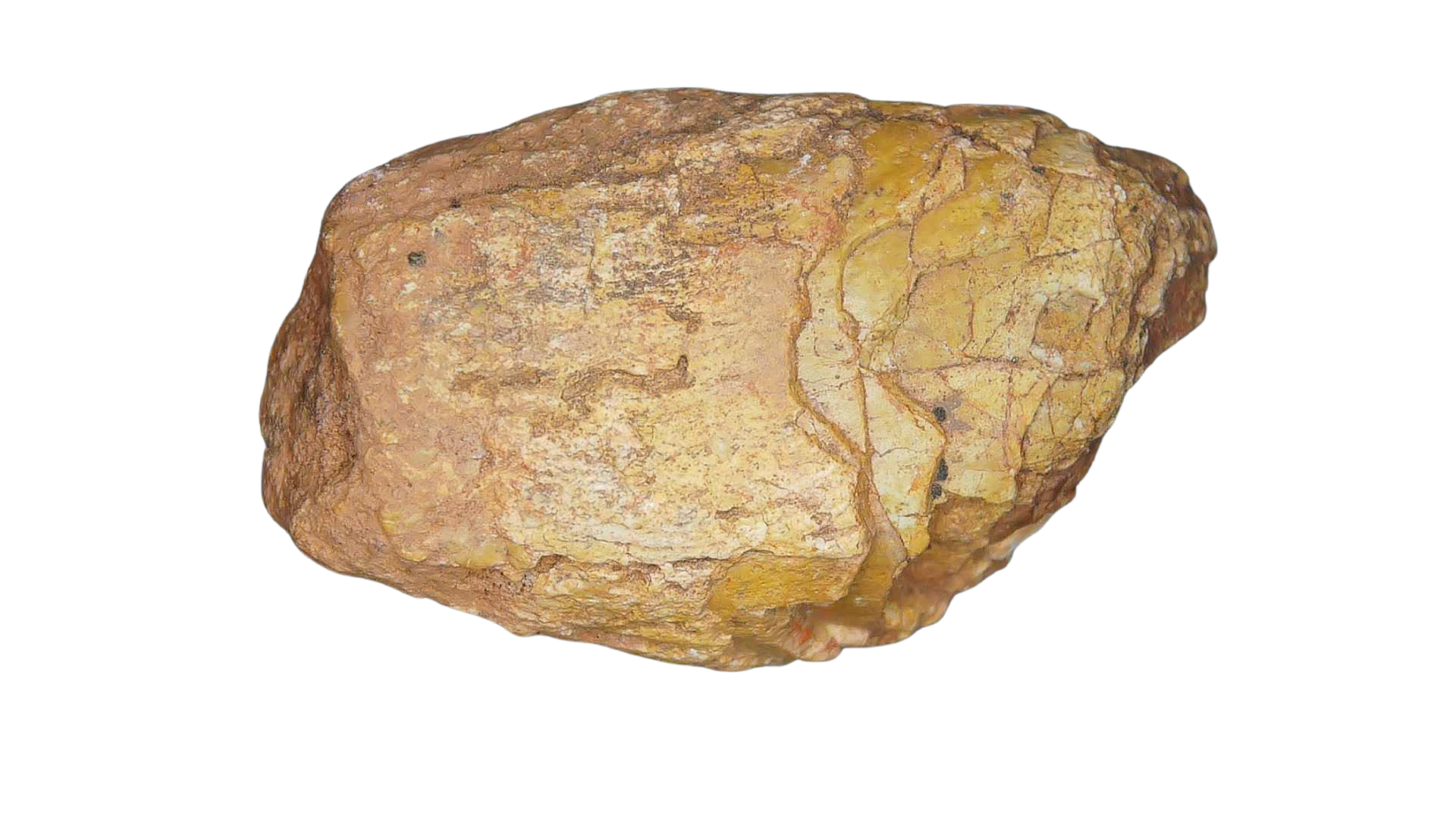 Triassic Age Dinosaur Coprolite from Bull Canyon Formation New Mexico 105a | Fossils for Sale