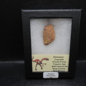 Coprolite - Triassic Dinosaur Poop for Sale from New Mexico #105