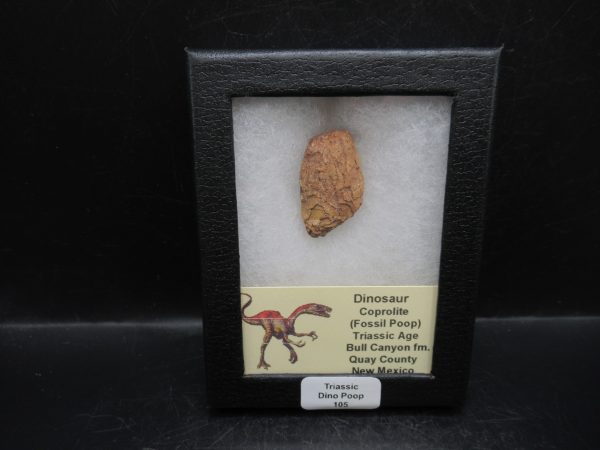 Triassic Age Dinosaur Coprolite from Bull Canyon Formation New Mexico 105c | Fossils for Sale