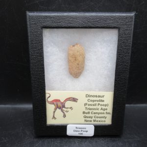 Coprolite - Triassic Dinosaur Poop for Sale from New Mexico #106