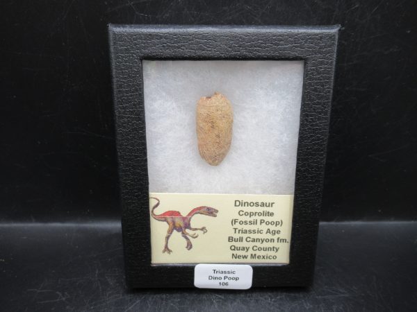 Triassic Age Dinosaur Coprolite from Bull Canyon Formation New Mexico 106c | Fossils for Sale