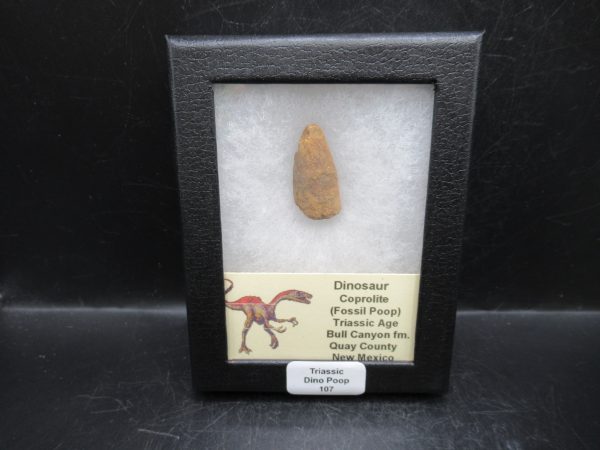 Triassic Age Dinosaur Coprolite from Bull Canyon Formation New Mexico 107c | Fossils for Sale